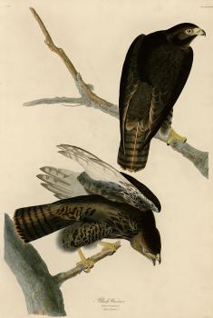 John James Audubon : Black warrior